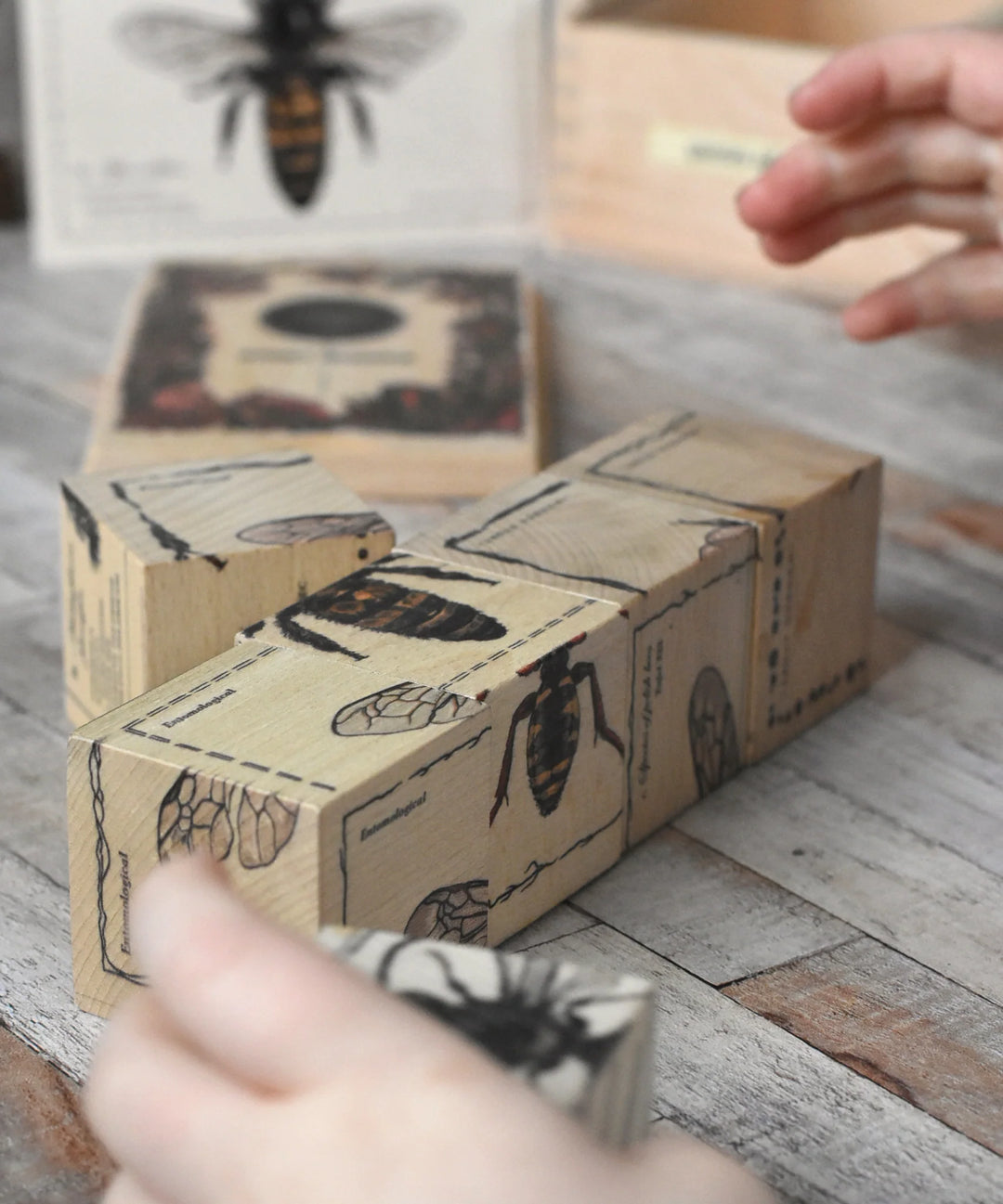 Wooden Blocks Bee Life - Species